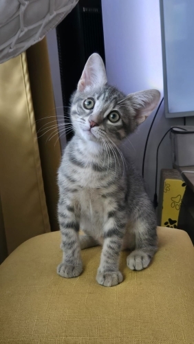2.5 aylık çok oyuncu bebek kedi fotoğraf