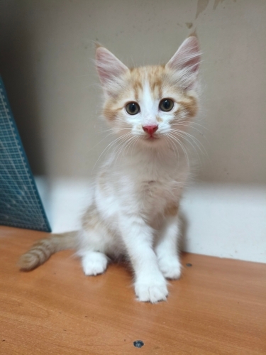 2 aylık erkek Acil yuva fotoğraf