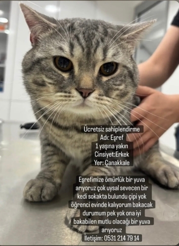 Eşref yuva arıyor fotoğraf