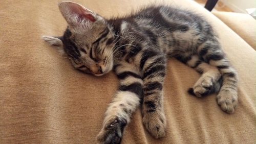 Kimsesiz bebek kedi fotoğraf