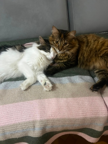 Mercan ve Meri kardeşler. fotoğraf
