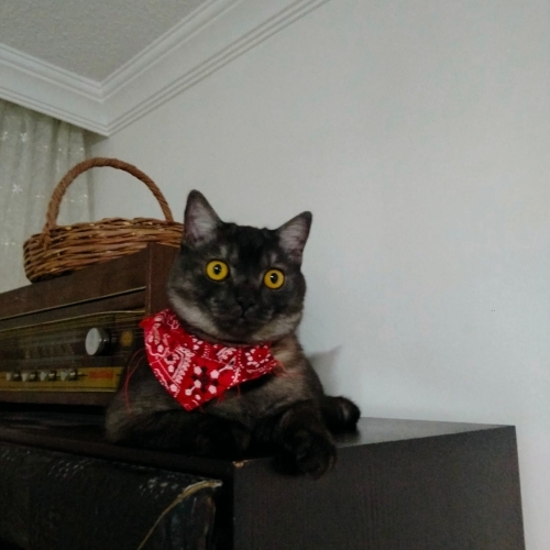 Şapşik yeni ailesini arıyor fotoğraf