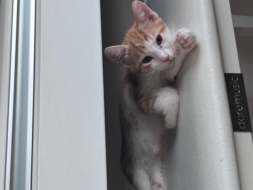 Leblebi için ömürlük yuva fotoğraf
