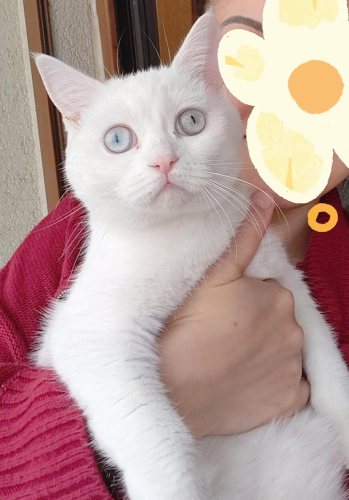 Oyuncu, asıl, tatlı pamuk bir kız fotoğraf