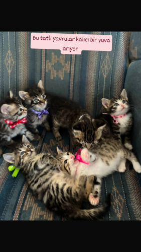 6 adet Tekir kedi fotoğraf