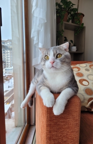 Ücretsiz yuva arıyoruz fotoğraf