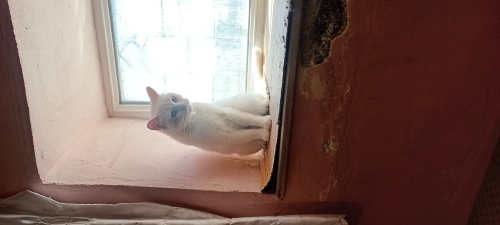 Acil Yuva Aranıyor fotoğraf