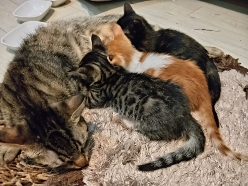 3 tane yavru kedimiz var ömürlük yuva aranıyor. fotoğraf