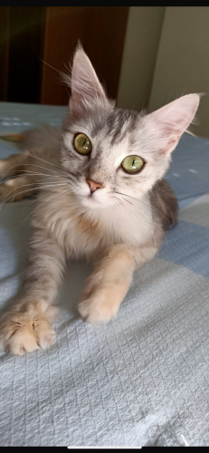 Pırılımız ailesini arıyor fotoğraf