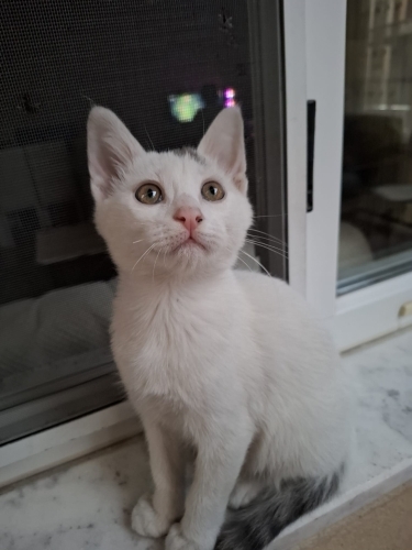 Turşu kozmik güçler fotoğraf