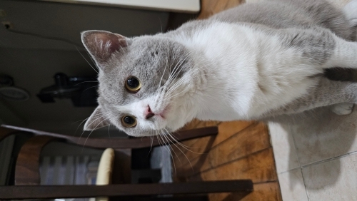 13 aylık british shorthair fotoğraf