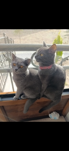 Çorum Anne kız kediler hastalık sebebiyle acil yuva aranıyor fotoğraf