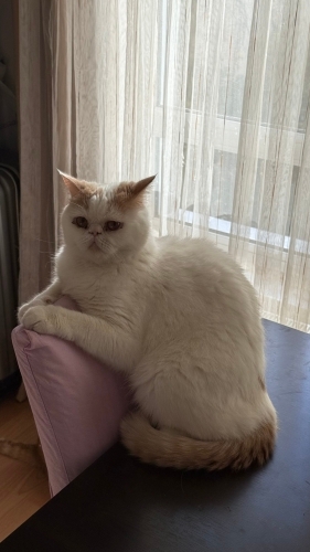 Erkek Exotic Shorthair Kedi fotoğraf