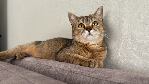 british shorthair karamel fotoğraf