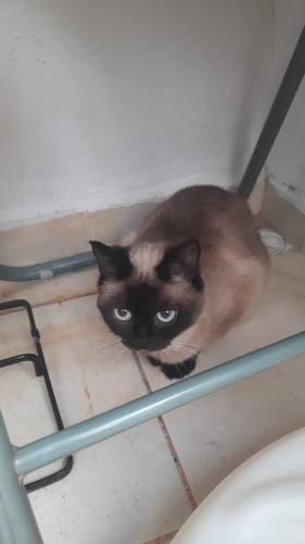 Siyam cins kedi ücretsiz sahiplendirme fotoğraf