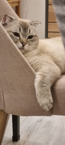 Çok tatlı ve sakin bir kedi. fotoğraf