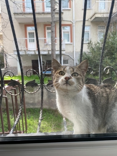 Ev Kedisi Yuva Arıyor fotoğraf