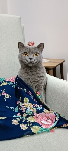 Kedimi Sahiplendiriyorum fotoğraf