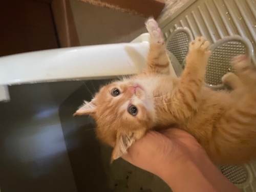 Annesi terk etmiş yavru kedi fotoğraf
