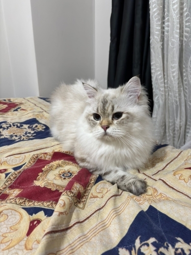 Paşa içiin yuva fotoğraf