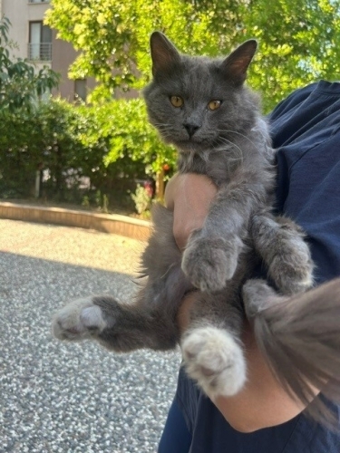 🐾 Acil Yuva Arıyor! 🏡 fotoğraf