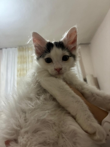 2.5 aylık uzun tüylü erkek kedi fotoğraf