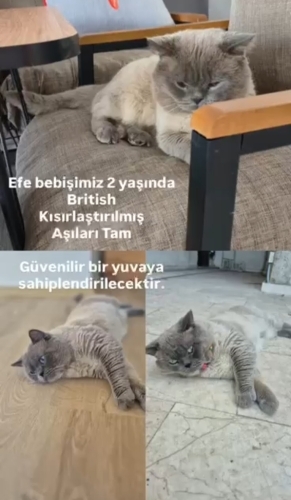 Efe Bey'e Yuva Arıyoruz fotoğraf