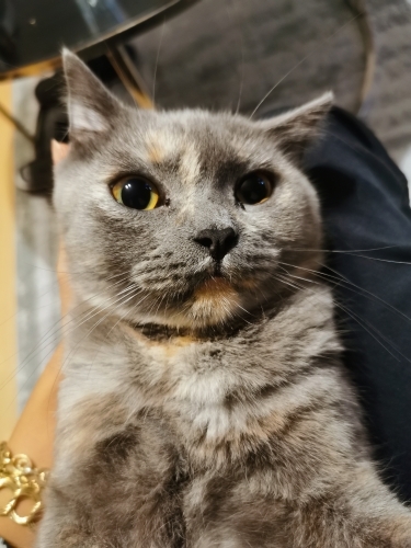 Latte temiz bir yuva dişi fotoğraf