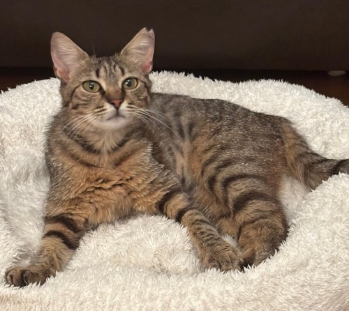🐾 Ömürlük Yuvasını Arayan Minik Prenses 🐾 fotoğraf