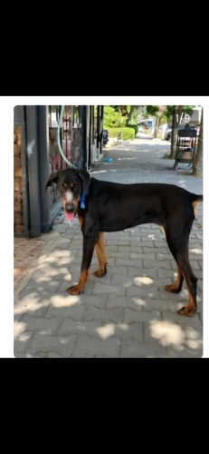 Ücretsiz sahiplenme fotoğraf