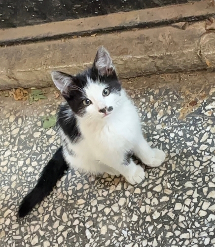 Yavru Oyuncu Smokin Kedi fotoğraf