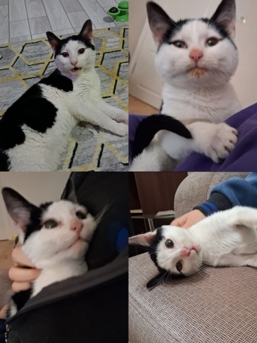 Smokin Kısır Erkek Kedi fotoğraf