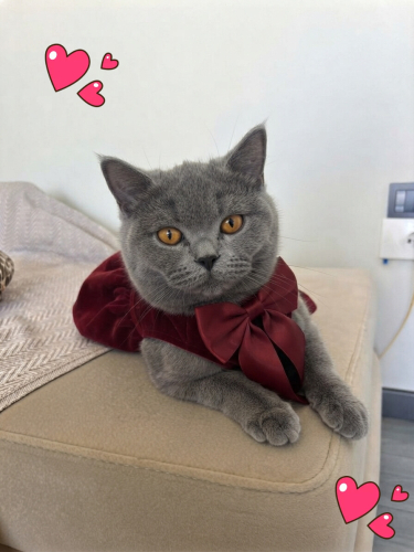 Gümüş kız yuvasını arıyor fotoğraf