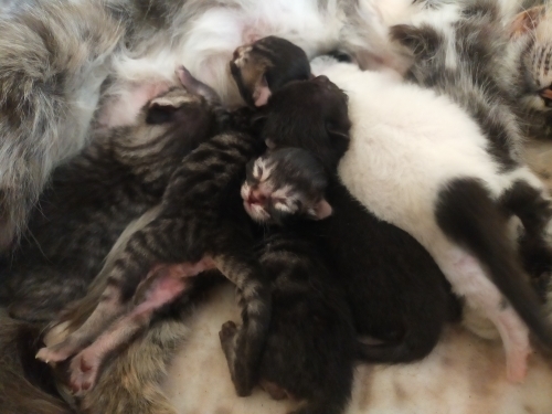 5 günlük 5 yavru fotoğraf