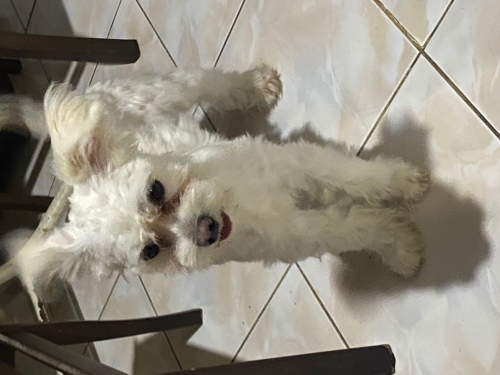 Maltese terrier ismi paşa fotoğraf