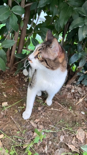 Aşırı sevecen, çok sakin fotoğraf