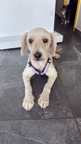 Ücretsiz sahiplenme terrier fotoğraf