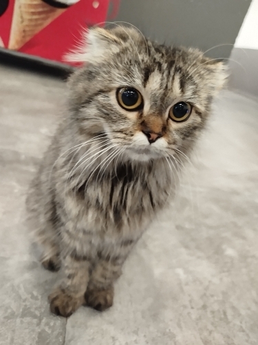 Cins Kedi ACİL YUVA ARANIYOR fotoğraf