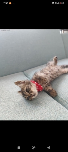 Prenses Lily şanslı ailesini arıyor fotoğraf