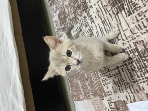 Tatlı bir kedi dişi kedim var oyüzden sahiplendirmek istiyorum fotoğraf