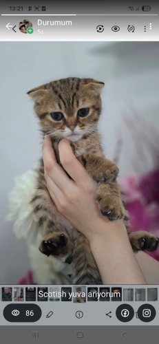 2 aylik scotish omurluk yuva ariyor fotoğraf