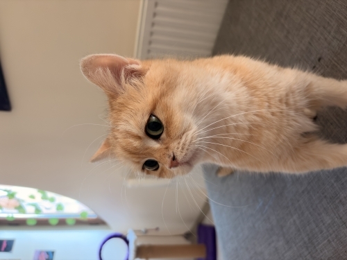 Dişi Kısır British Shorthair Chincilla fotoğraf