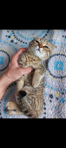 2.5 aylık yavru kedi fotoğraf