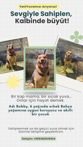 Koruyucu ve sadık bir çocuk Bobby fotoğraf