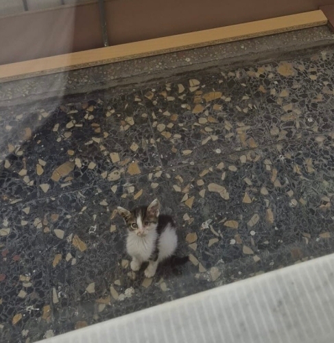 Yardım bekleyen minik yavru kedi fotoğraf