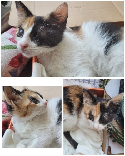 Gözlerinden engelli, Çok sevimli, sakin fotoğraf