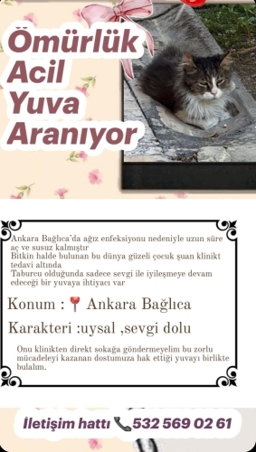 Acil Yuva Aranıyor! fotoğraf