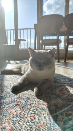 Oyuncu paşamıza ev arıyoruz fotoğraf