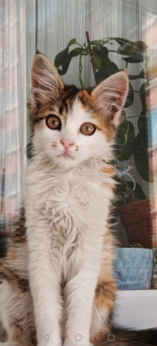 Minik kız yuvasını arıyor fotoğraf