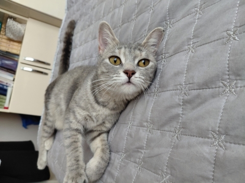 Biritish kırması Kıvılcım'a yuva fotoğraf